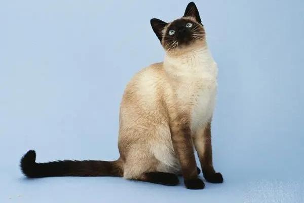 猫咪为什么会模仿主人的行为？(图3)