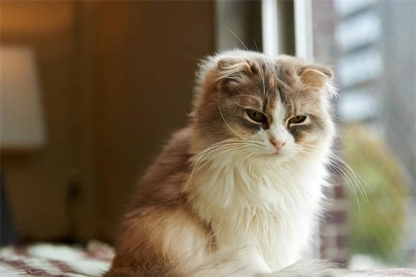 猫咪吃驱虫药后呕吐是怎么回事？(图3)