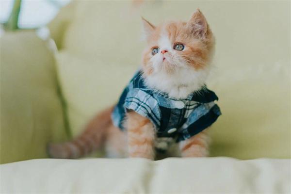 母猫为什么会产后抑郁？(图3)