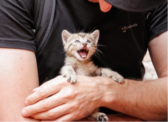 为什么老人养的猫更乖更听话?(图4) 为什么老人养的猫更乖更听话?(图4)