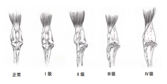 柯基犬容易髌骨脱位吗?(图4) 柯基犬容易髌骨脱位吗?(图4)