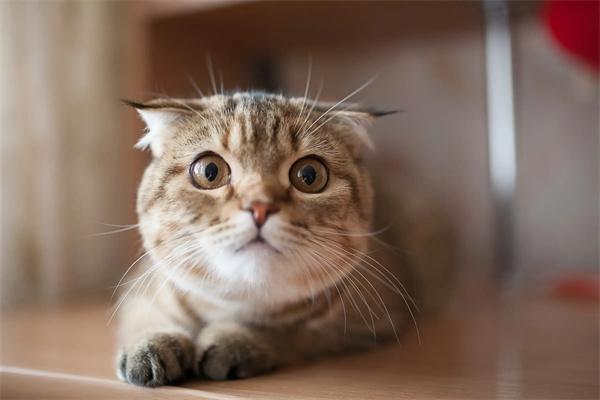 折耳猫发病的表现有哪些?(图1) 折耳猫发病的表现有哪些?(图1)