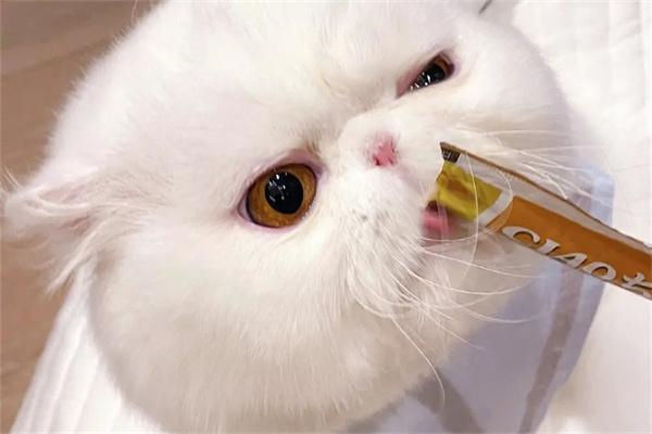 猫粮和狗粮有什么区别?(图1) 猫粮和狗粮有什么区别?(图1)