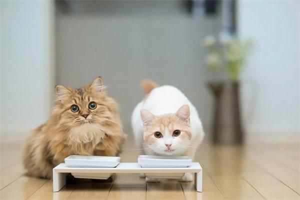 猫粮和狗粮有什么区别?(图3) 猫粮和狗粮有什么区别?(图3)