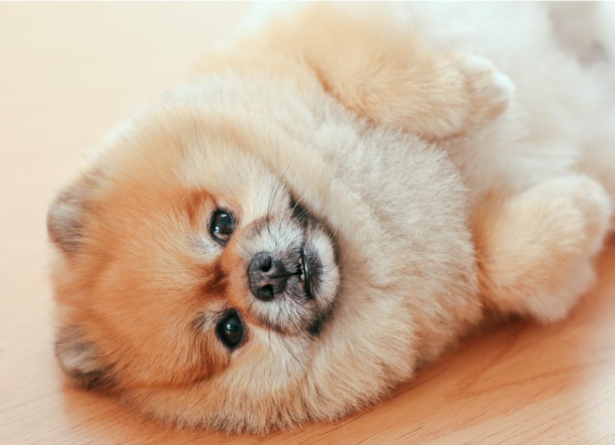 幼犬犬瘟热转阴后怎么预防抽搐?(图1) 幼犬犬瘟热转阴后怎么预防抽搐?(图1)