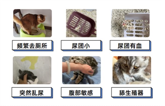 怎么阻止猫咪在床上尿尿？(图2)