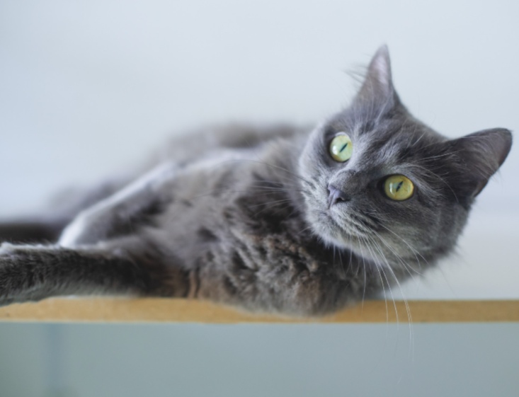 猫咪光吃不胖是不是有虫?(图1) 猫咪光吃不胖是不是有虫?(图1)