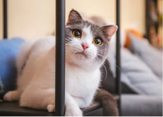 为什么你家猫越来越像你？真相不止是模仿(图3)