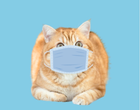 铲屎官必备冷知识:猫咪最讨厌的几种气味(图1) 铲屎官必备冷知识:猫咪最讨厌的几种气味(图1)