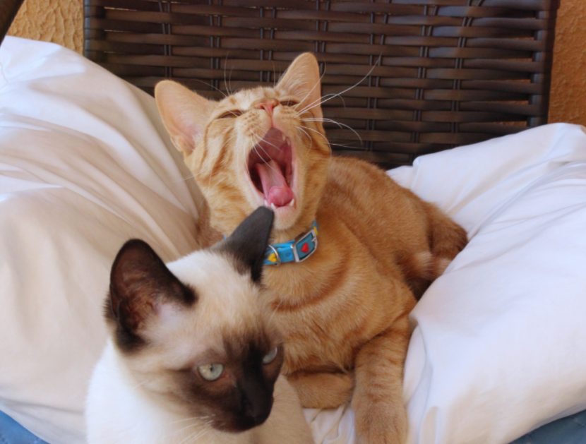 猫也会吃醋?盘点猫咪吃醋的5种表现(图1) 猫也会吃醋?盘点猫咪吃醋的5种表现(图1)