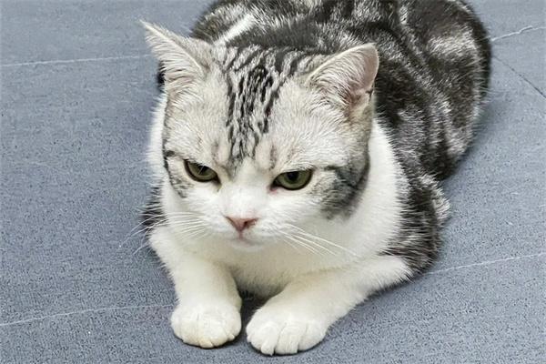 猫咪之间也有霸凌吗？(图2)