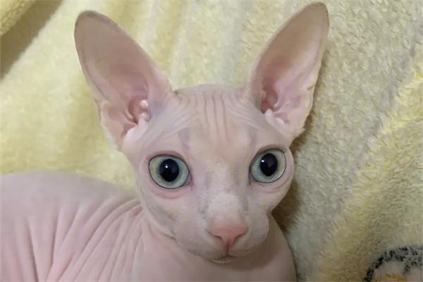 哪些猫咪不会咬人？(图1)