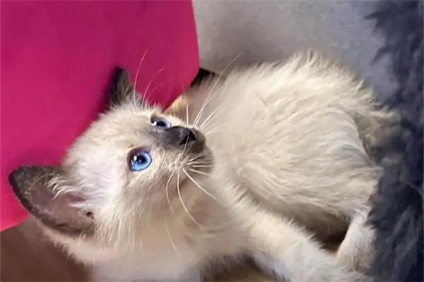 猫咪打架如何劝架?(图3) 猫咪打架如何劝架?(图3)