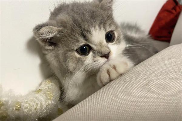 长期笼养猫咪会怎么样?(图3) 长期笼养猫咪会怎么样?(图3)