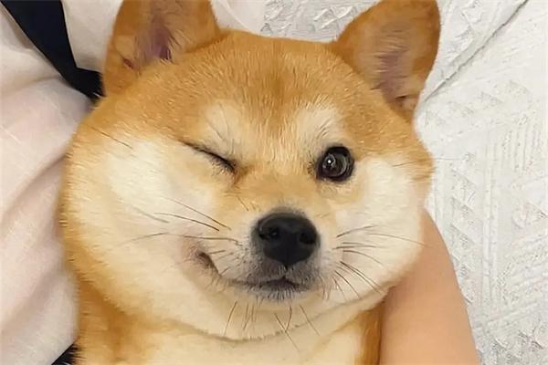 哪些狗狗不喜欢叫唤?(图1) 哪些狗狗不喜欢叫唤?(图1)