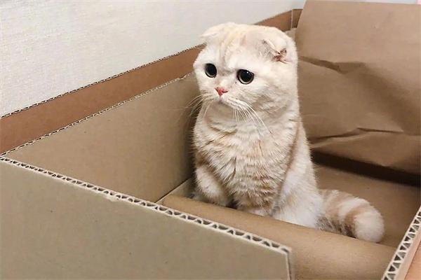 猫咪不同眼神的表达含义(图3) 猫咪不同眼神的表达含义(图3)
