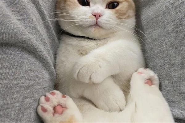 猫咪不让抱是什么原因?(图1)