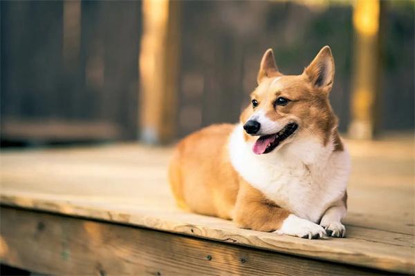 狗狗为什么会攻击陌生人？(图1)