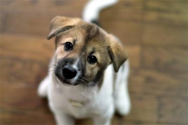 为什么小型犬比中大型犬还凶?(图1) 为什么小型犬比中大型犬还凶?(图1)