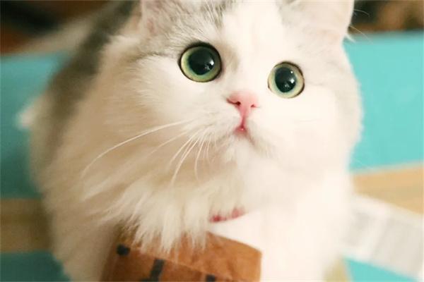 哪些猫咪的战斗力比较强？(图1)