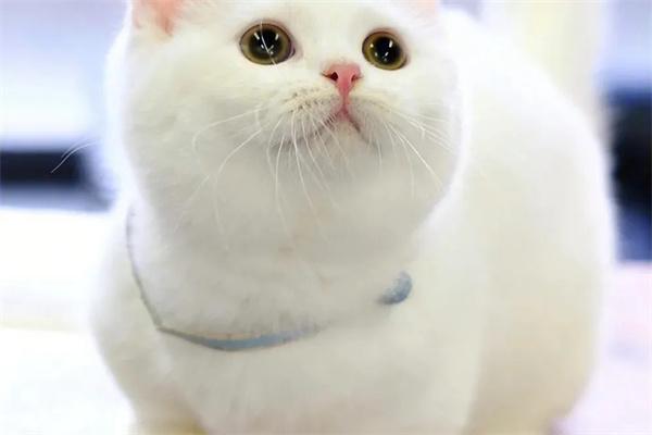 猫咪为什么会喵喵叫？(图1)