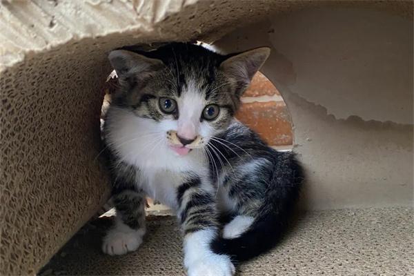 猫咪为什么喜欢藏在车底？(图1)