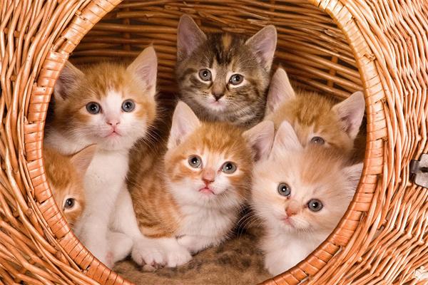 怎么知道流浪猫想不想拥有主人呢？(图1)