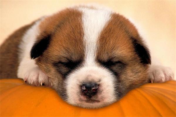 史宾格犬的优缺点有哪些?(图1) 史宾格犬的优缺点有哪些?(图1)
