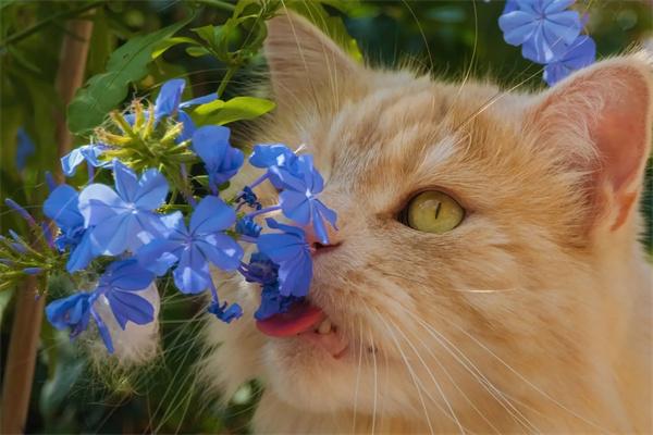为什么橘猫容易胖?(图1) 为什么橘猫容易胖?(图1)