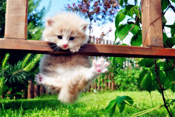 猫咪为什么会从高楼跳下去?(图1) 猫咪为什么会从高楼跳下去?(图1)