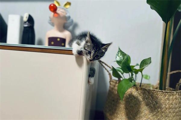 猫咪为什么会从高楼跳下去?(图3) 猫咪为什么会从高楼跳下去?(图3)