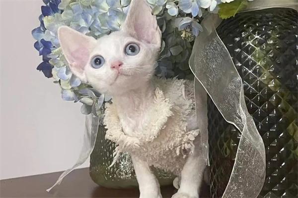 猫咪为什么总在门口迎接主人?(图1) 猫咪为什么总在门口迎接主人?(图1)