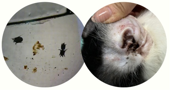 怎么知道猫咪身上有没有虫？(图3)