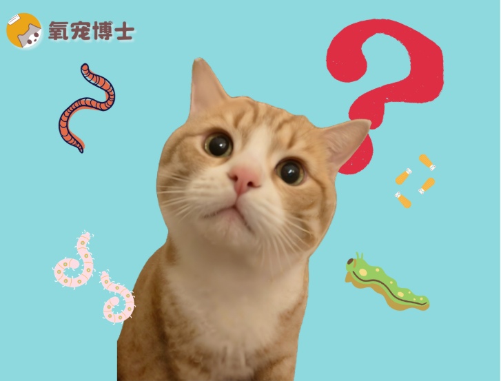 怎么知道猫咪身上有没有虫？(图1)