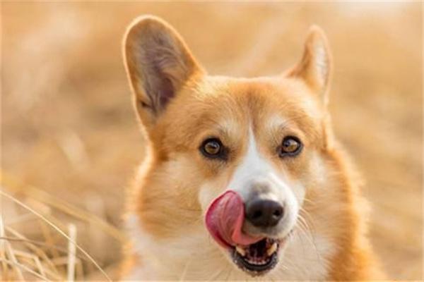 狗狗对主人呲牙是什么原因？(图1)