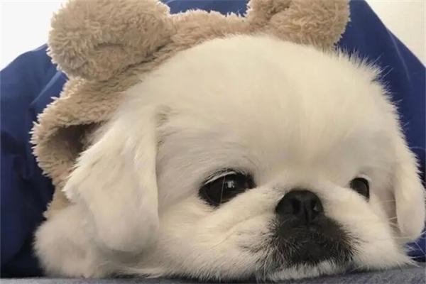 老年狗狗牙齿掉了怎么吃饭?(图3) 老年狗狗牙齿掉了怎么吃饭?(图3)