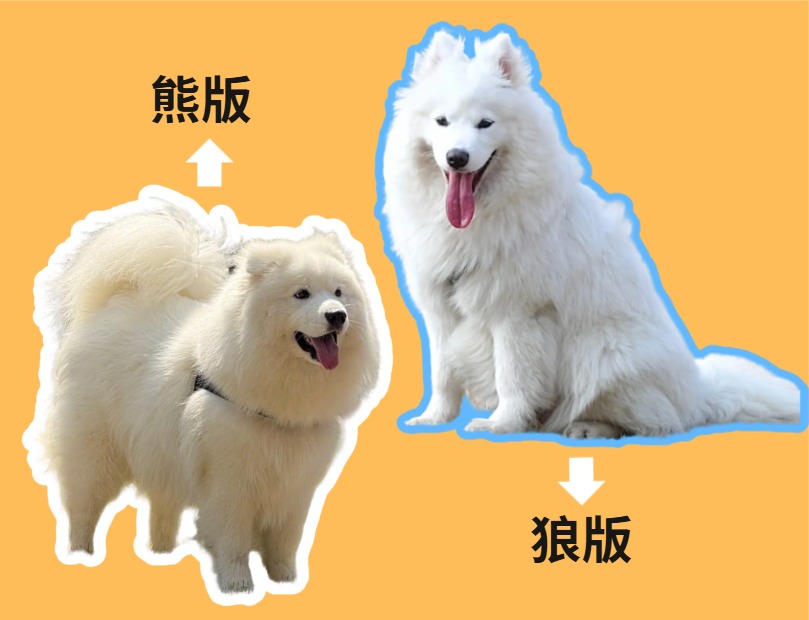 萨摩耶熊版和狼版的区别？看完这篇再也不迷糊！(图1)
