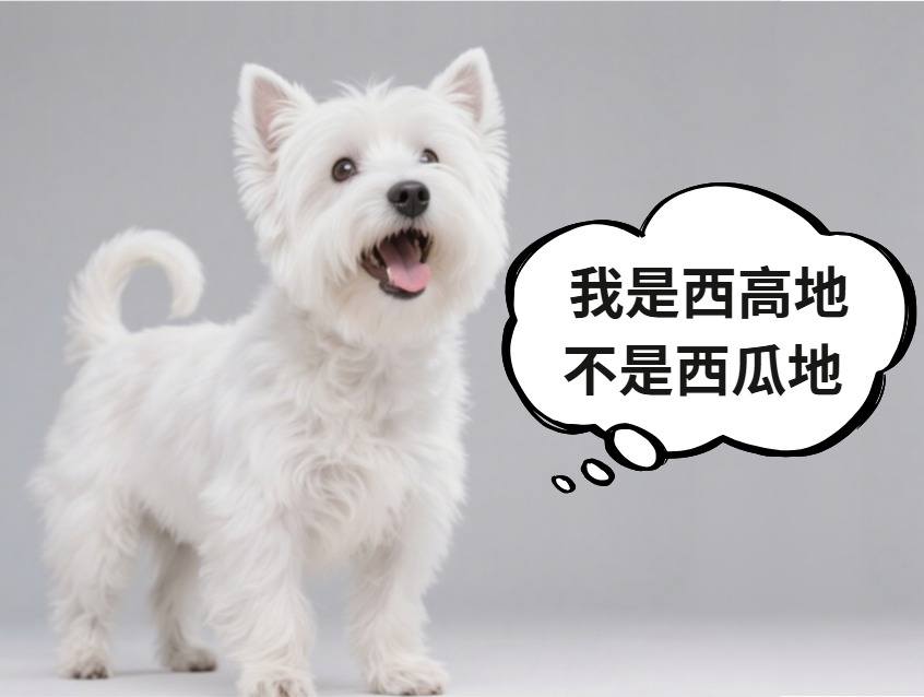 西高地犬爱叫吗？包的！