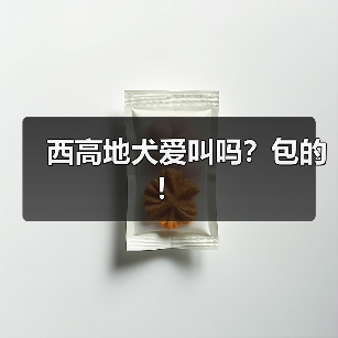 西高地犬爱叫吗？包的！(图2)