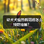 幼犬犬瘟热转阴后怎么预防抽搐？(图3)