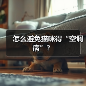 怎么避免猫咪得“空调病”?(图3) 怎么避免猫咪得“空调病”?(图3)