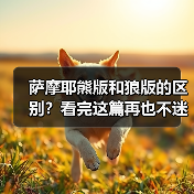 萨摩耶熊版和狼版的区别？看完这篇再也不迷糊！(图2)