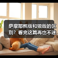 萨摩耶熊版和狼版的区别？看完这篇再也不迷糊！(图3)
