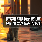 萨摩耶熊版和狼版的区别？看完这篇再也不迷糊！(图4)