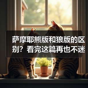 萨摩耶熊版和狼版的区别？看完这篇再也不迷糊！(图1)