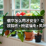 细辛怎么用才安全?功效解析+辨证指南+风险提示(图4) 细辛怎么用才安全?功效解析+辨证指南+风险提示(图4)