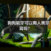 狗狗刷牙可以用人类牙膏吗？(图4)