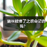 猫咪被揍了之后会记仇吗？(图3)