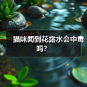 猫咪闻到花露水会中毒吗？(图4)