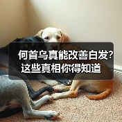 何首乌真能改善白发?这些真相你得知道(图4) 何首乌真能改善白发?这些真相你得知道(图4)